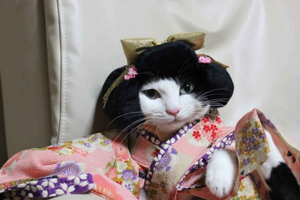 Кошка в кимоно