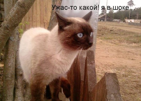 Удивление животные
