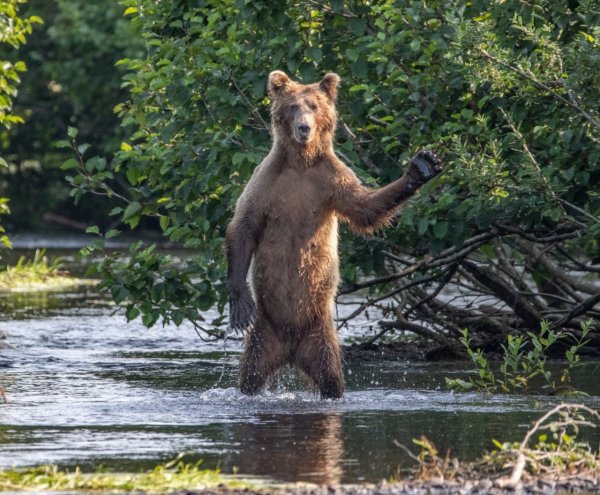 Премия comedy Wildlife Photography