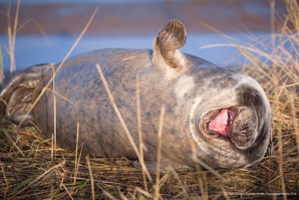 Финалисты конкурса comedy Wildlife Photography Awards: