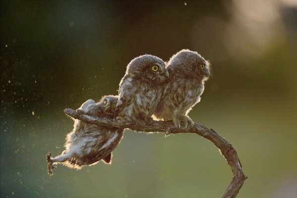 Comedy Wildlife Photography 2020