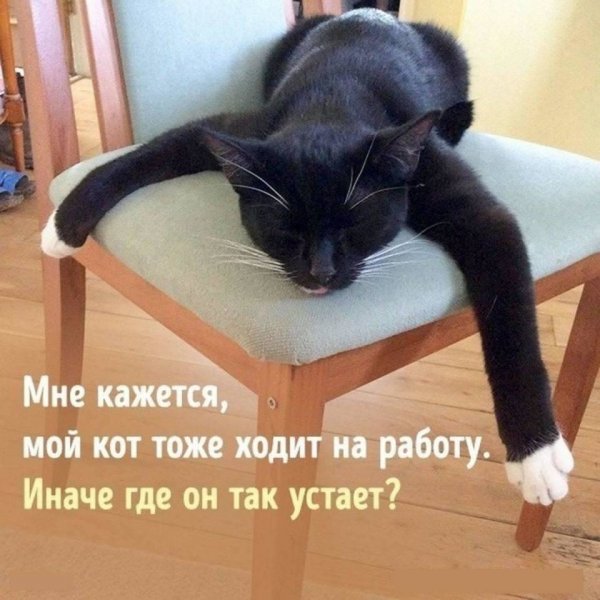 Кот устал на работе