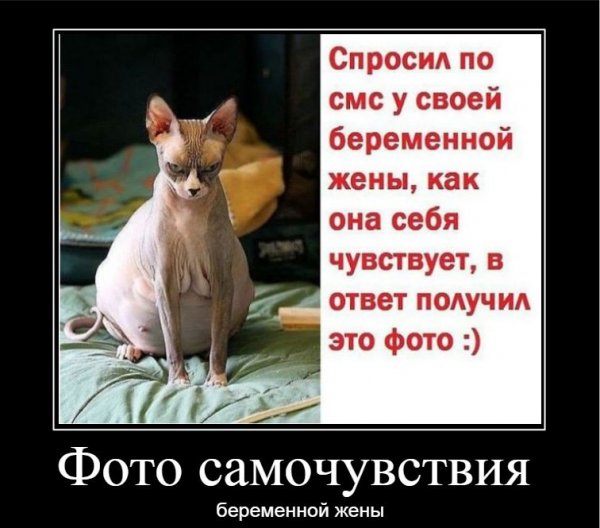 Приколы про беременных