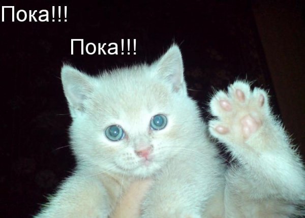 Пока пока