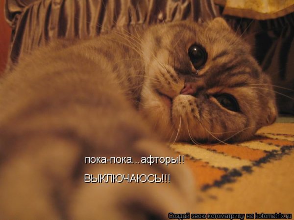 До встречи кот
