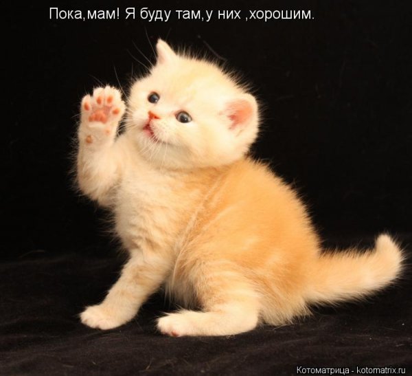 Кот говорит пока
