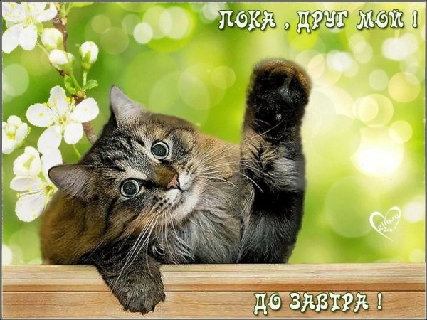 Пока до завтра