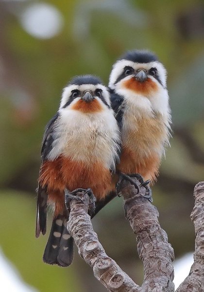 Microhierax caerulescens