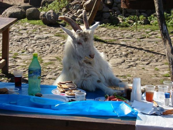 Осел и коза