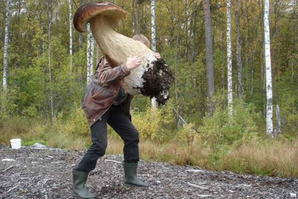 Сумасшедший грибник
