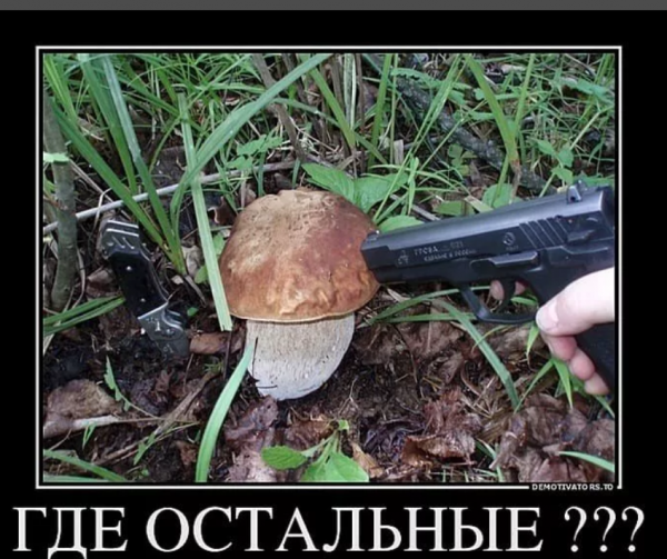 Грибы прикол