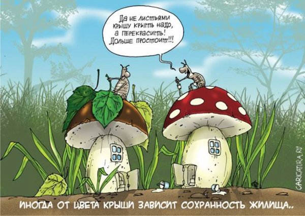 Грибник карикатура