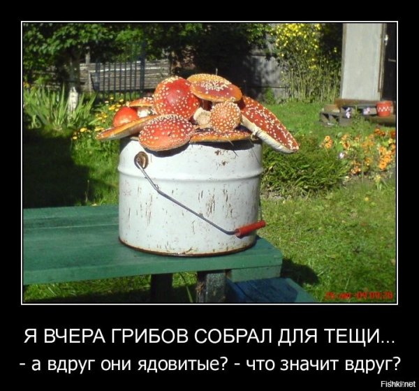 Шутки про грибы