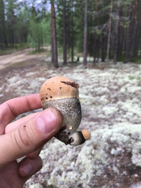 Грибные приколы
