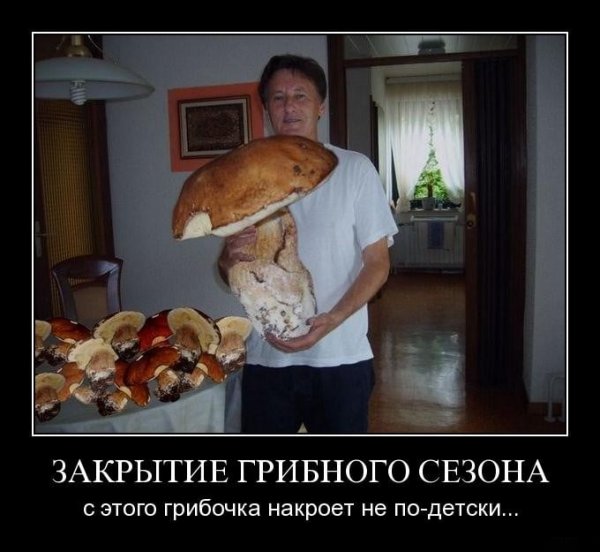 Грибные приколы