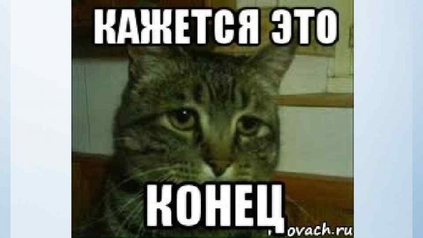 Конец презентации Мем с котом
