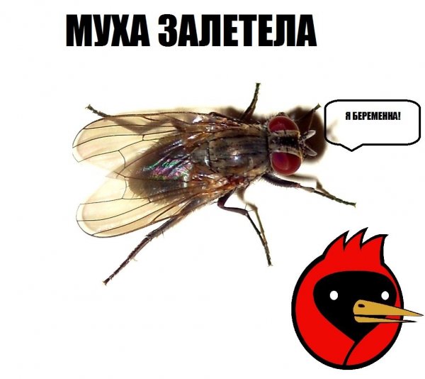 Приколы про муху