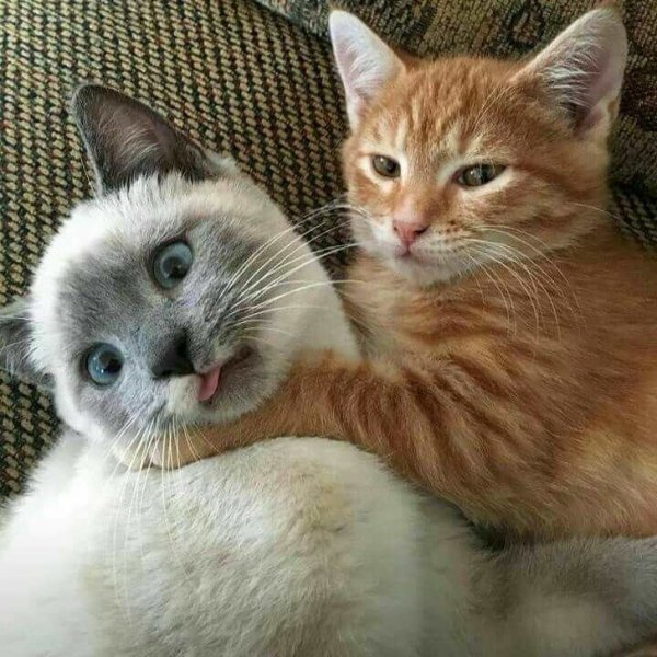 Два друга кота