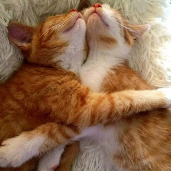 Кошки обнимаются