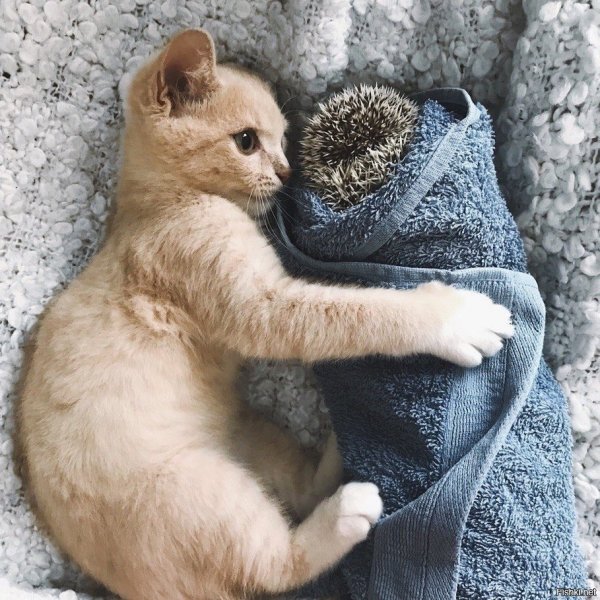 Кот обнимает ежа