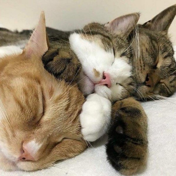 Три кошки обнимаются