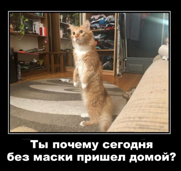 Карантин демотиватор