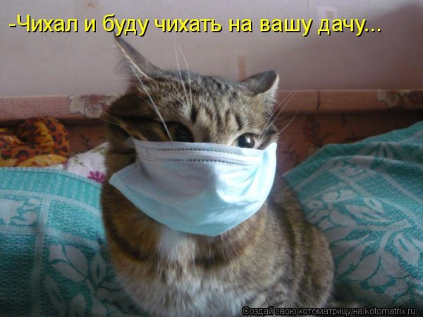 Кот на карантине смешные