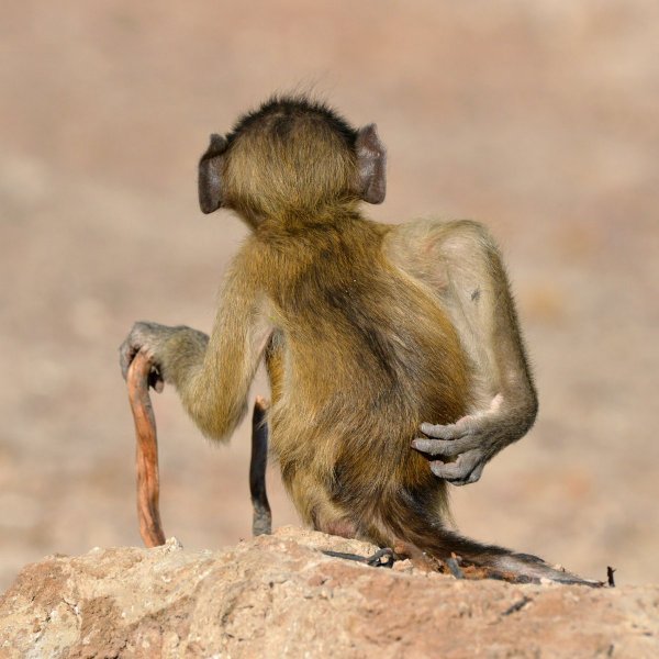 Фотоконкурс comedy Wildlife Photography Awards 2020