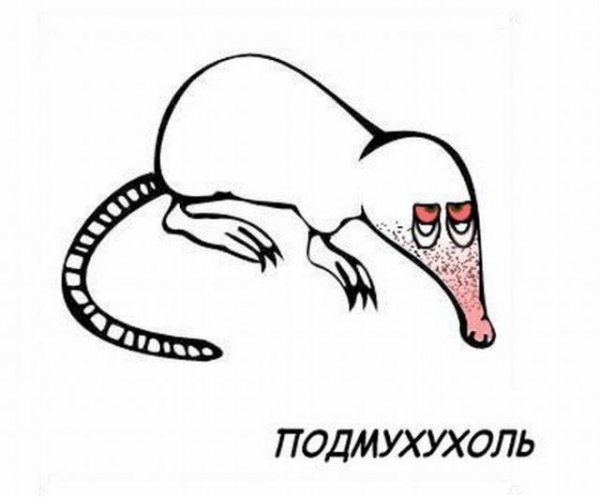Выхухоль приколы
