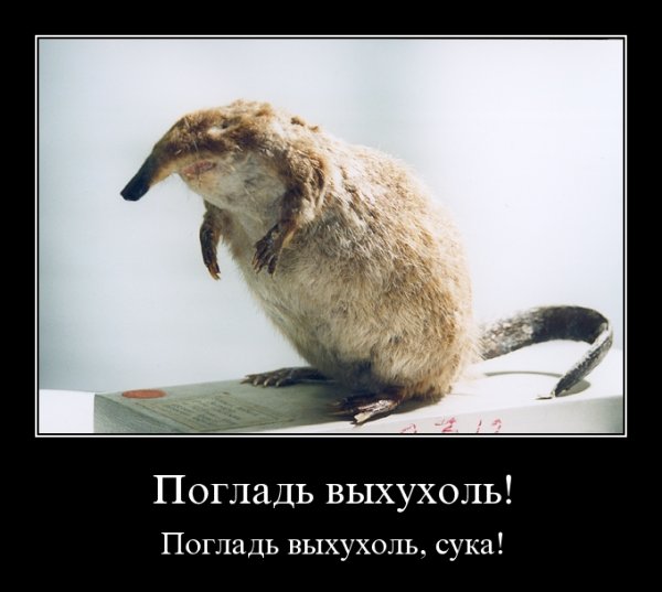 Выхухоль нахухоль похухоль