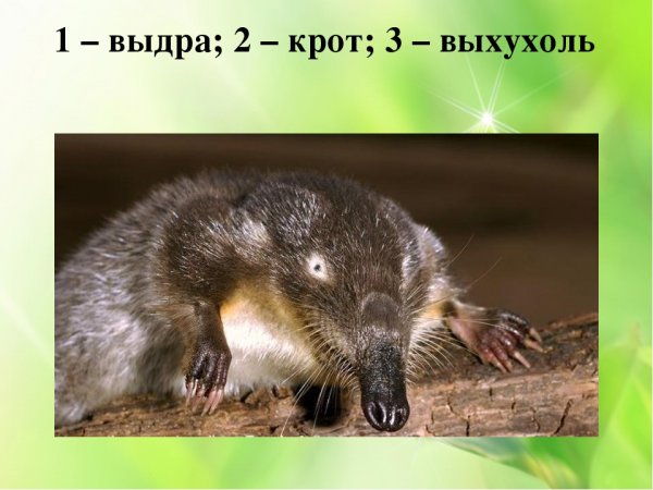 Выхухоль в заповеднике Нургуш