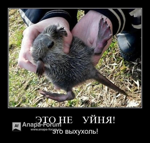 Выхухоль смешная