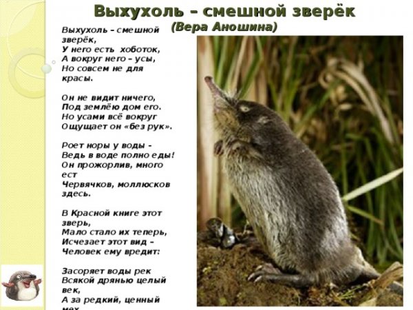 Выхухоль смешная