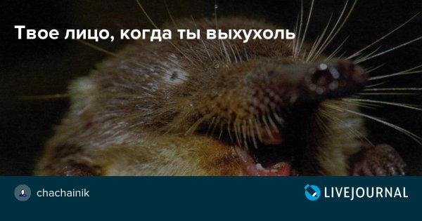 Выхухоль Мем
