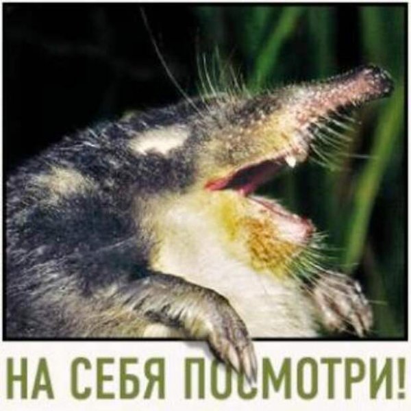 Выхухоль и Крот