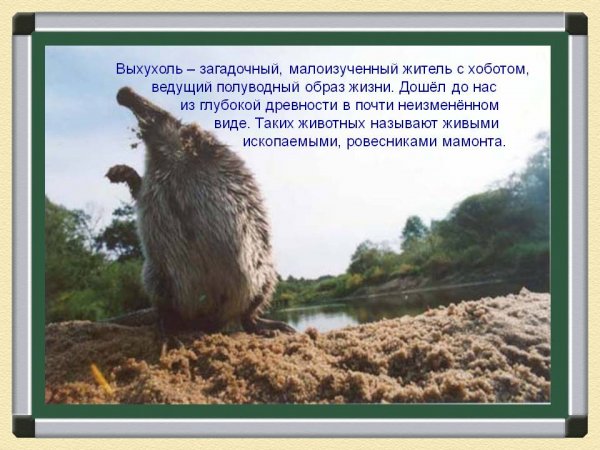 Голубь и выхухоль