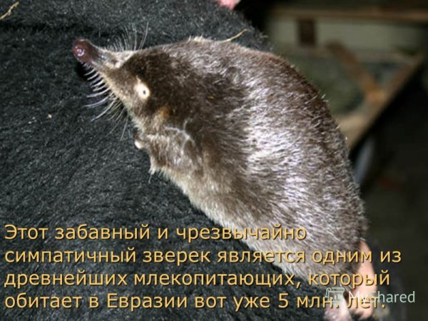 Доброкачественная выхухоль