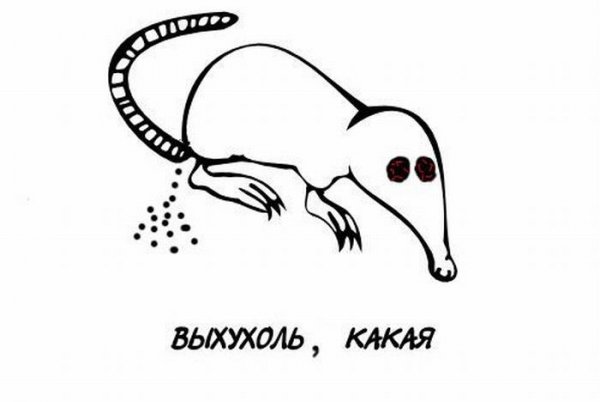 Выхухоль приколы