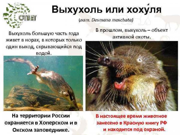 Выхухоль описание