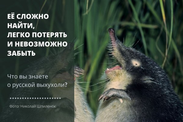 Выхухоль смешные картинки
