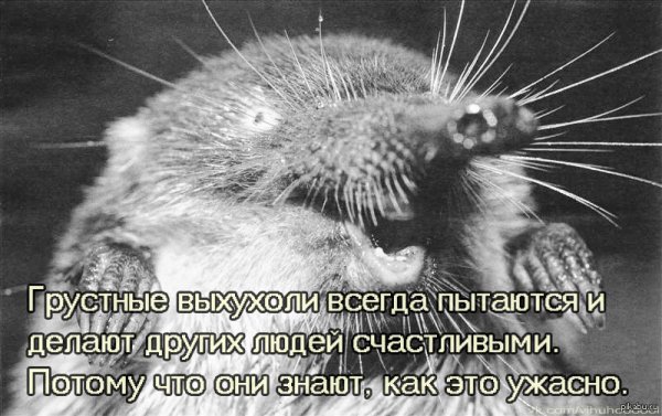 Похухоль и нахухоль анекдот