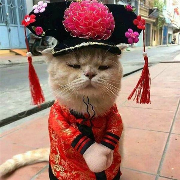 Самые популярные котики в костюмах