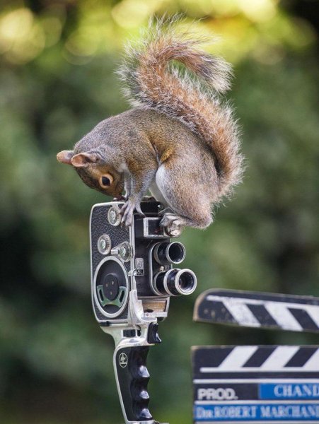 Животные с фотоаппаратом