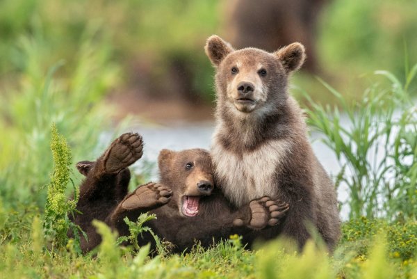 Comedy Wildlife Photography 2020