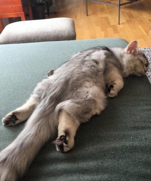 Кот устал
