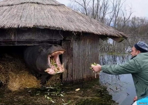 Прикольная деревня