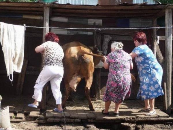 Приколы про деревню