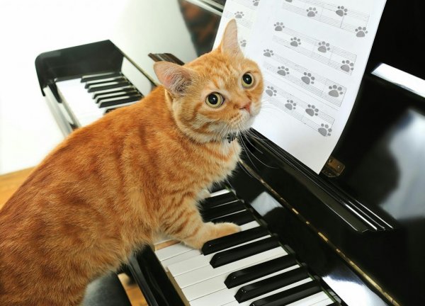 Котик на пианино