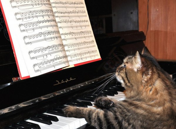 Коты и пианино