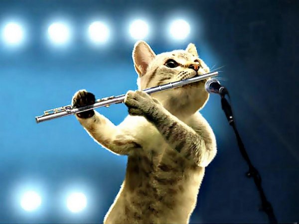 Коты музыканты